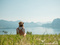 Mitsingprojekt: „Lazing in the Summer Sun“
